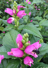 Chelone lyonii 'Hot Lips'